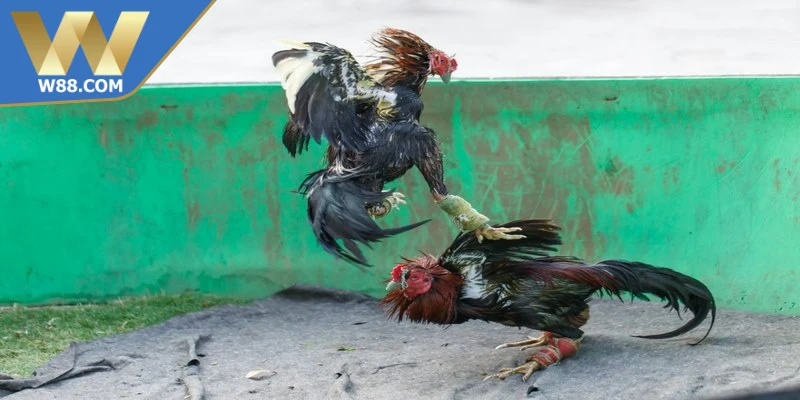 Mẹo chọi gà ăn tiền giúp người chơi tăng tỉ lệ thắng